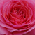 Roz - Trandafir pentru straturi Floribunda - First Edition